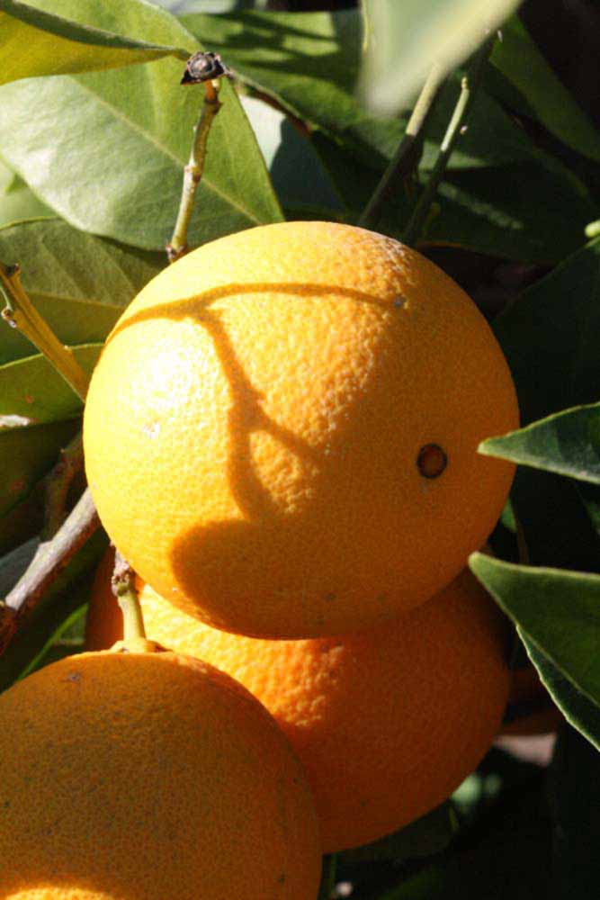            Fruit (Riverside, CA)   